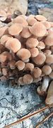 Image result for Florida Mushrooms