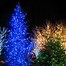 Image result for Blue LED Christmas Lights