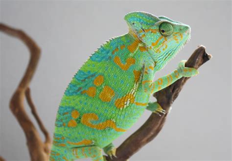 Veiled Chameleon Facts and Pictures