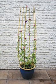 Image result for Plant Trellis for Flower Pots