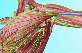Image result for Lymph Nodes in Arms Diagram