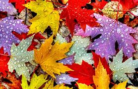 Image result for iPad Background Autumn