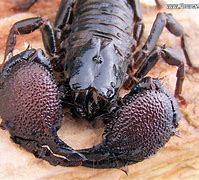 Image result for African Emperor Scorpion