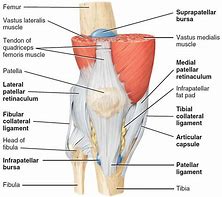Image result for Knee Joint Anatomy Chart