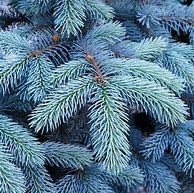 Image result for Colorado Blue Spruce Tree, 3-4 Ft- Sleek Silvery Hues On A Timeless Evergreen
