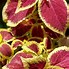 Image result for Coleus Flowers Perennials