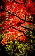 Image result for A Maple Tree