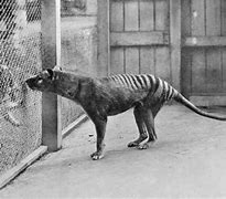 Image result for The Thylacine