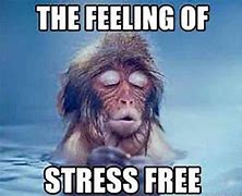 Image result for Funny Memes About Stress Quotes