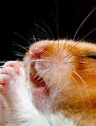 Image result for Funny Hamsters