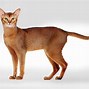 Image result for Hybrid Domestic Cats
