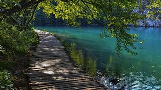 Image result for free picture of tree by water