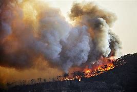Image result for Forest Fire Pollution