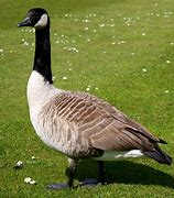 Image result for Canada Goose Shell Jacket