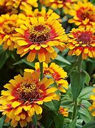 Image result for Yellow Fire Flower