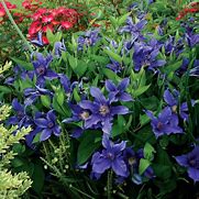 Image result for Sapphire Indigo Clematis - 1 Container