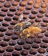 Image result for Africanized Bee
