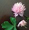 Image result for Columbine Flower