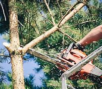 Image result for How to Directional Cut a Tree