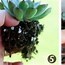 Image result for Succulent Planter With Saucer