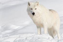 Image result for Arctic Wolves Wallpaper