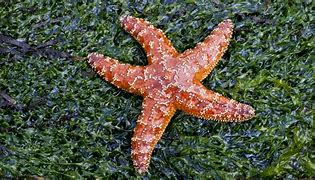 Image result for starfish 