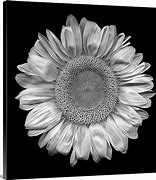 Image result for Flowers Canvas Wall Art