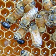 Image result for Small Bee Hive