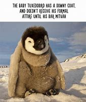 Image result for Funny Fun Facts