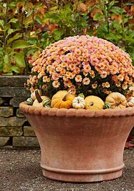 Image result for Mums in Planters