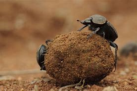 Image result for dug beetle