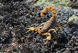 Image result for Giant Scorpion Wallpaper
