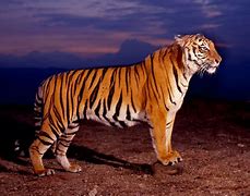 Image result for Bengal Tiger Screensavers