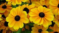 Yellow Summer Garden Flowers Free Stock Photo Public Domain Pictures