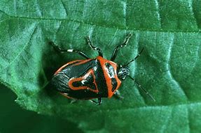 Image result for Red and Black Bugs