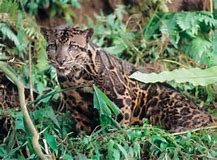 Image result for Bornean Clouded Leopard Only