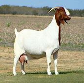 Image result for Sterilised Female goat