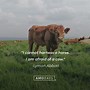 Image result for Cow Saying Lighten Up