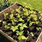 Image result for Homemade Wood Planter