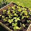 Image result for Planter Box Wood Single and BASC
