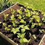 Image result for DIY Tall Planter Boxes