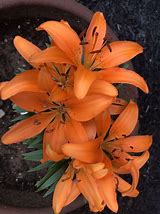Image result for 60 Days Of Lilies (Fall-Planted) - Long Lasting Lily Bulb Mix - 20 Bulbs, Mixed, Eden Brothers