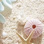 Image result for Kindle Fire Wallpaper HD Seashells