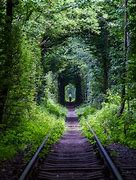 Image result for Tree Tunnel Ukraine