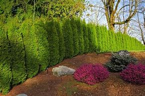 Image result for Cedar Hedge Garden