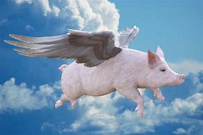 Image result for pigs with wings