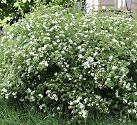 Image result for Perennial Bushes