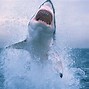 Image result for Pictures of Great White Sharks