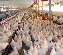 Image result for Poultry Farmer