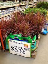 Image result for Home Depot Outdoor Plants